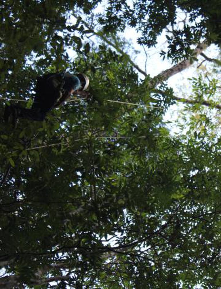 A árvore mais alta da Amazônia