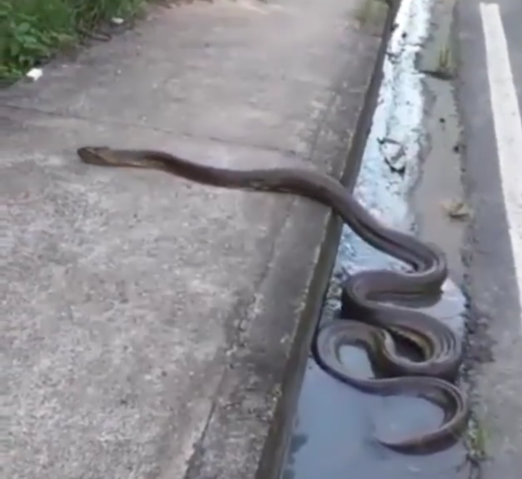 Uma serpente foi vista em avenida de Manaus