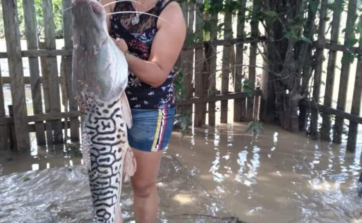 Dona de casa encontra peixe gigante no quintal após vazante do Rio Acre