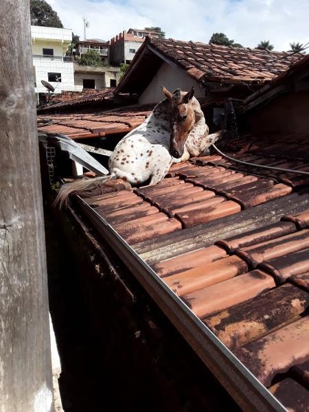 Cavalo cai em telhado de prefeitura e causa estragos, mas é salvo com vida