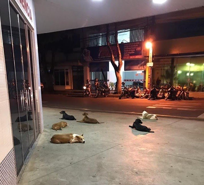Morre morador de rua que ficou famoso por causa da ‘vigília’ de cães na porta de um hospital