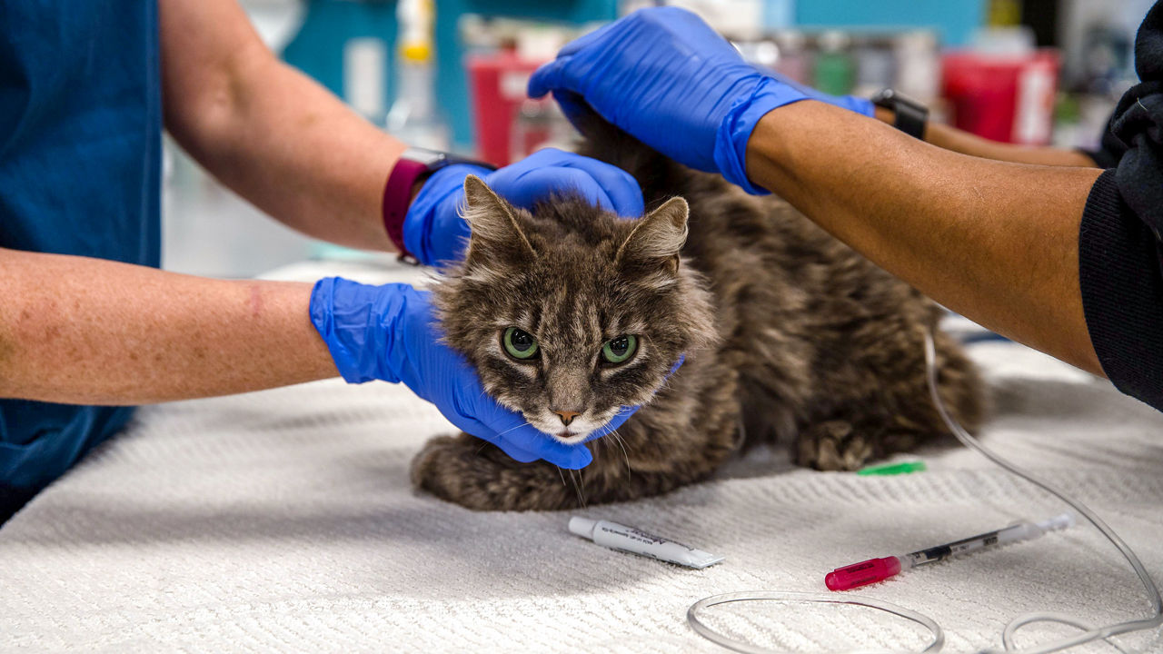 Variante do coronavírus do Reino Unido é encontrada em animais de estimação pela primeira vez