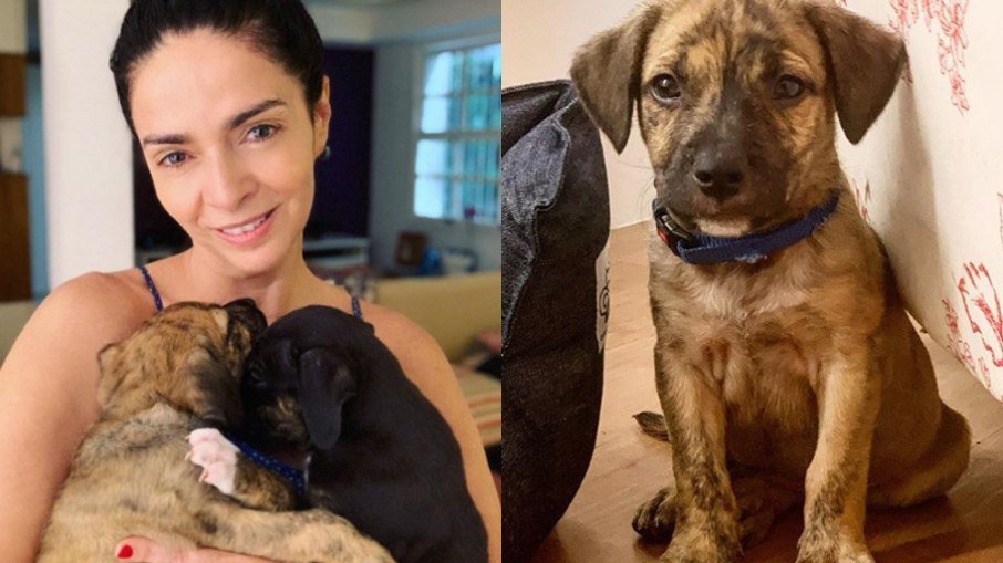 Claudia Ohana: cães devolvidos pela atriz estão em depressão e sem lar