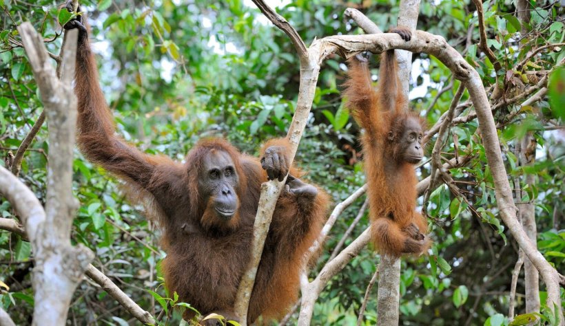Primatas em zoo nos EUA recebem vacina contra Covid-19 para animais