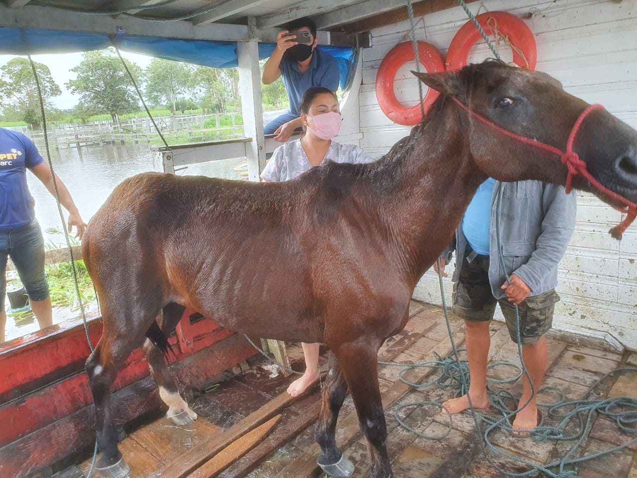 Polícia resgata Cavalo vítima de maus tratos