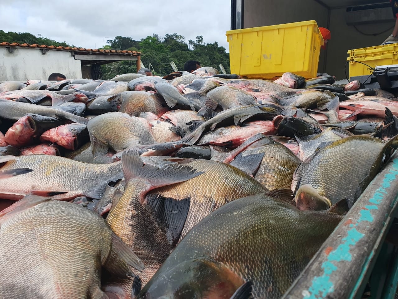 Governo do Estado, por meio do Idam, acompanha despesca de 100 toneladas de peixes a serem distribuídas na Semana Santa
