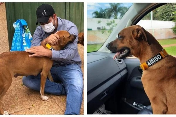 Após esperar por mais de um mês na frente do hospital por dono que morreu de Covid-19, cadela é adotada