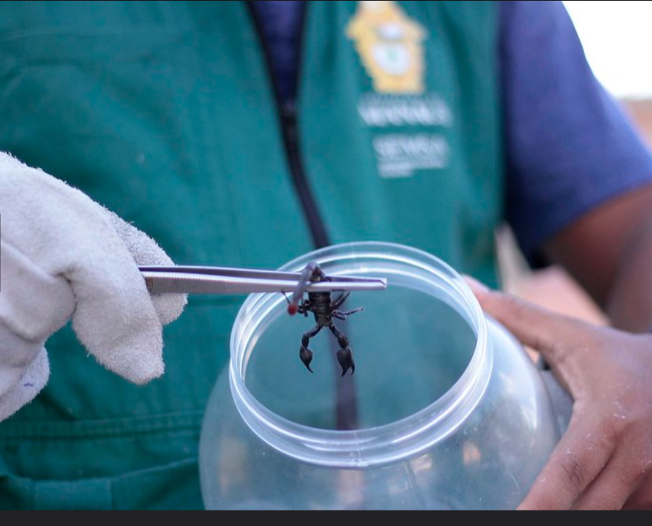 Surgimento de escorpiões no Nova Cidade é investigado pelo CCZ
