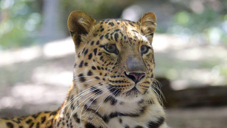 Uma menina de 8 anos de idade foi atacada e morta por um leopardo enquanto dormia