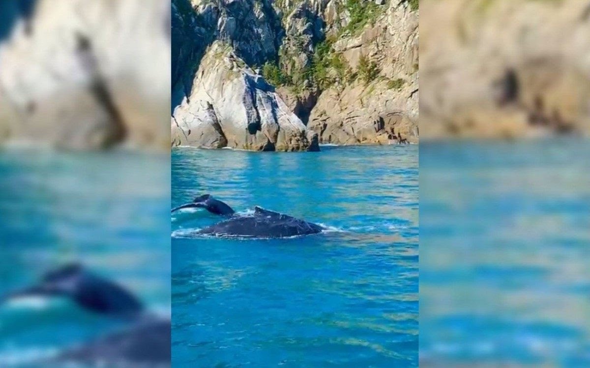 Baleias-jubarte encantam turistas em Arraial do Cabo