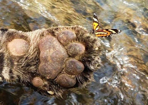 Onça-pintada monitorada por projeto ambiental é achada morta com mais de 50 perfurações de chumbinho