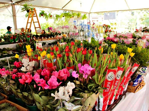 O “Festival de Flores e Plantas de Holambra” está de volta a Manaus