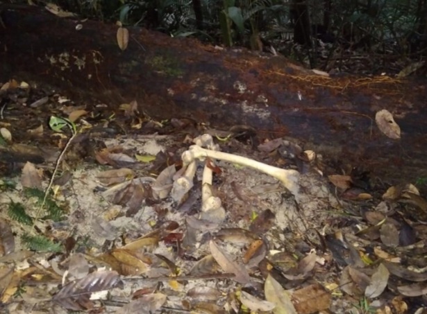 Homem encontra ossada humana em matagal do Amazonas