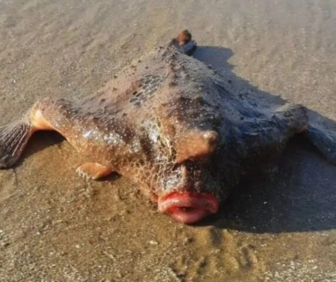Aparição de peixe ‘bizarro’ assusta banhistas; veja foto