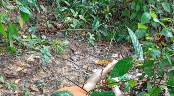 Corpo em decomposição é encontrado em matagal de Manaus