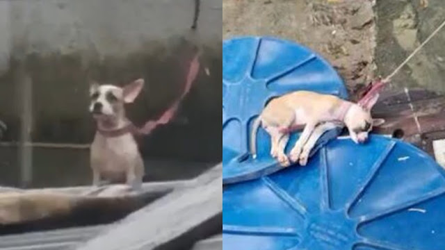 Cãozinho abandonado preso é resgatado após denúncia de maus-tratos