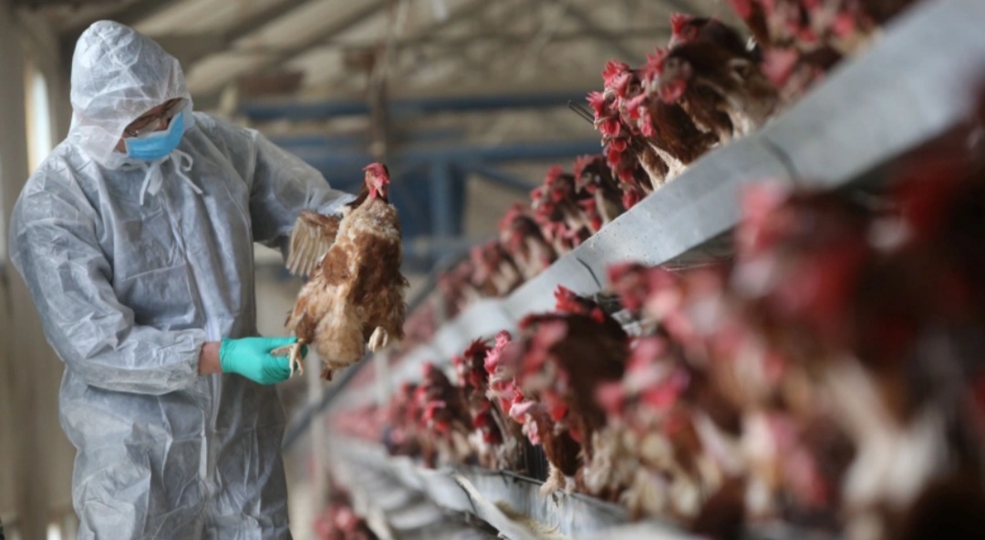 China registra primeiro caso de gripe aviária