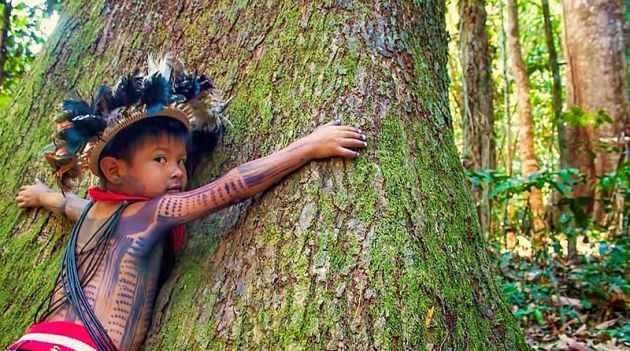 Estudo afirma que terras indígenas são barreira contra desmatamento na Amazônia