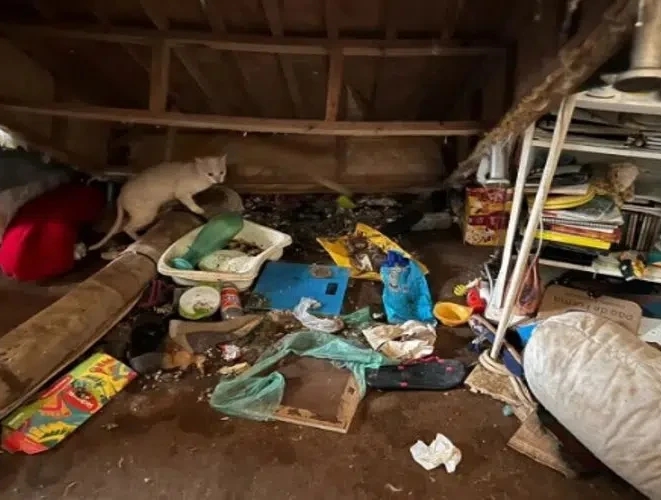 Mulher é presa por acumular 60 gatos em situação de maus-tratos no próprio apartamento