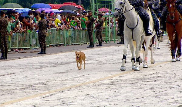 Cachorro caramelo faz sucesso em desfile de 7 de Setembro em Manaus