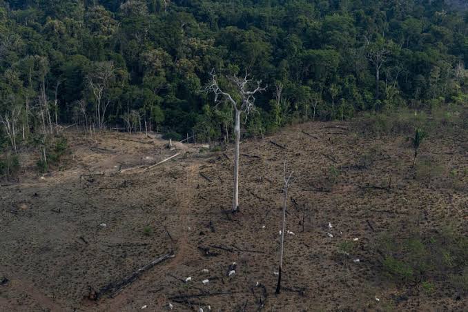 Setembro registra alto índice de desmatamento na Amazônia