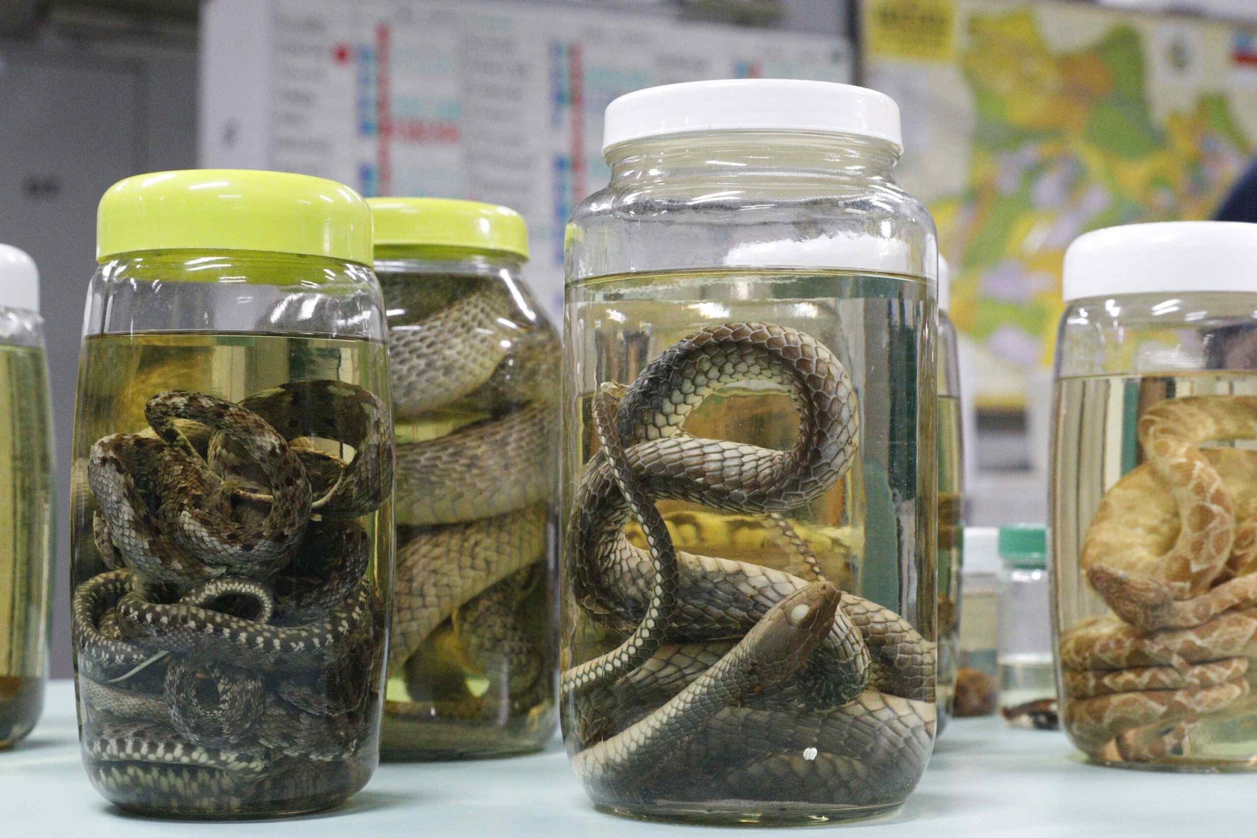 Serpentes, escorpiões e aranhas lideram acidentes com animais peçonhentos no Amazonas