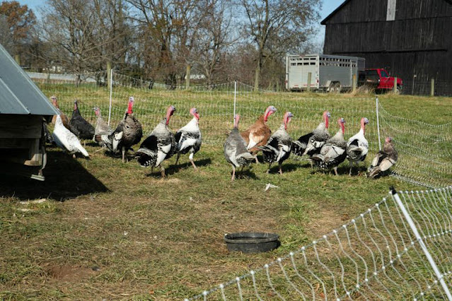 Mais de 25.000 perus são abatidos após surto de gripe aviária H5N1 em fazenda