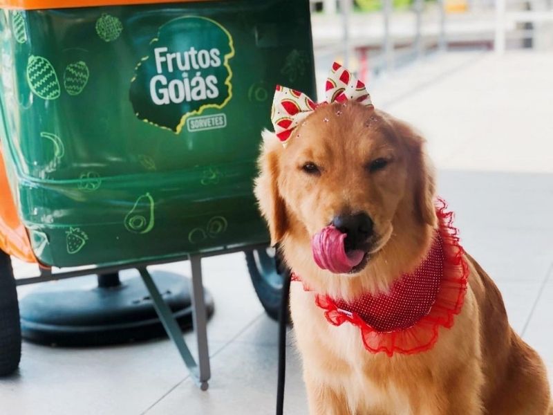 Conheça restaurantes Pet Friendly em Manaus