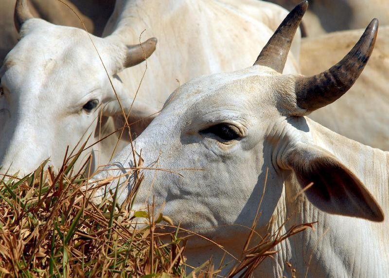 Pará confirma caso de vaca louca no interior do estado