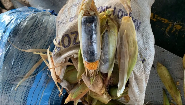 Operação policial resulta na apreensão de 37 kg de drogas escondidas em macaxeiras e milho