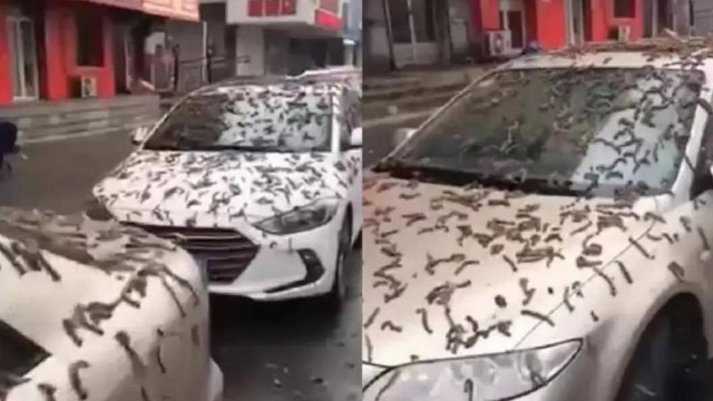 ‘Chuva de vermes’ atinge cidade da China e carros ficam cobertos