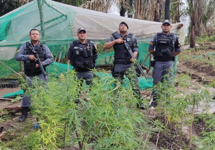 Polícia destrói plantação de maconha avaliada em R$ 6 milhões