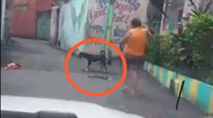 Mulher solta cachorro para matar gatos em Manaus