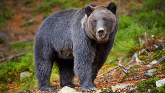 Urso mata homem de 26 anos em floresta italiana