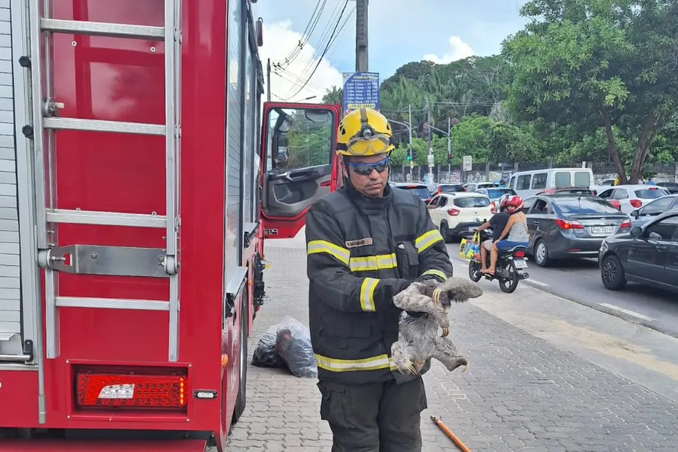 Preguiça é resgatada após se pendurar em fios de alta tensão em Manaus