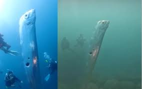 Peixe-remo gigante é filmado em Taiwan