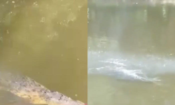 Bêbado, jogador de futebol pula no rio e é devor4do por crocodilo; veja vídeo