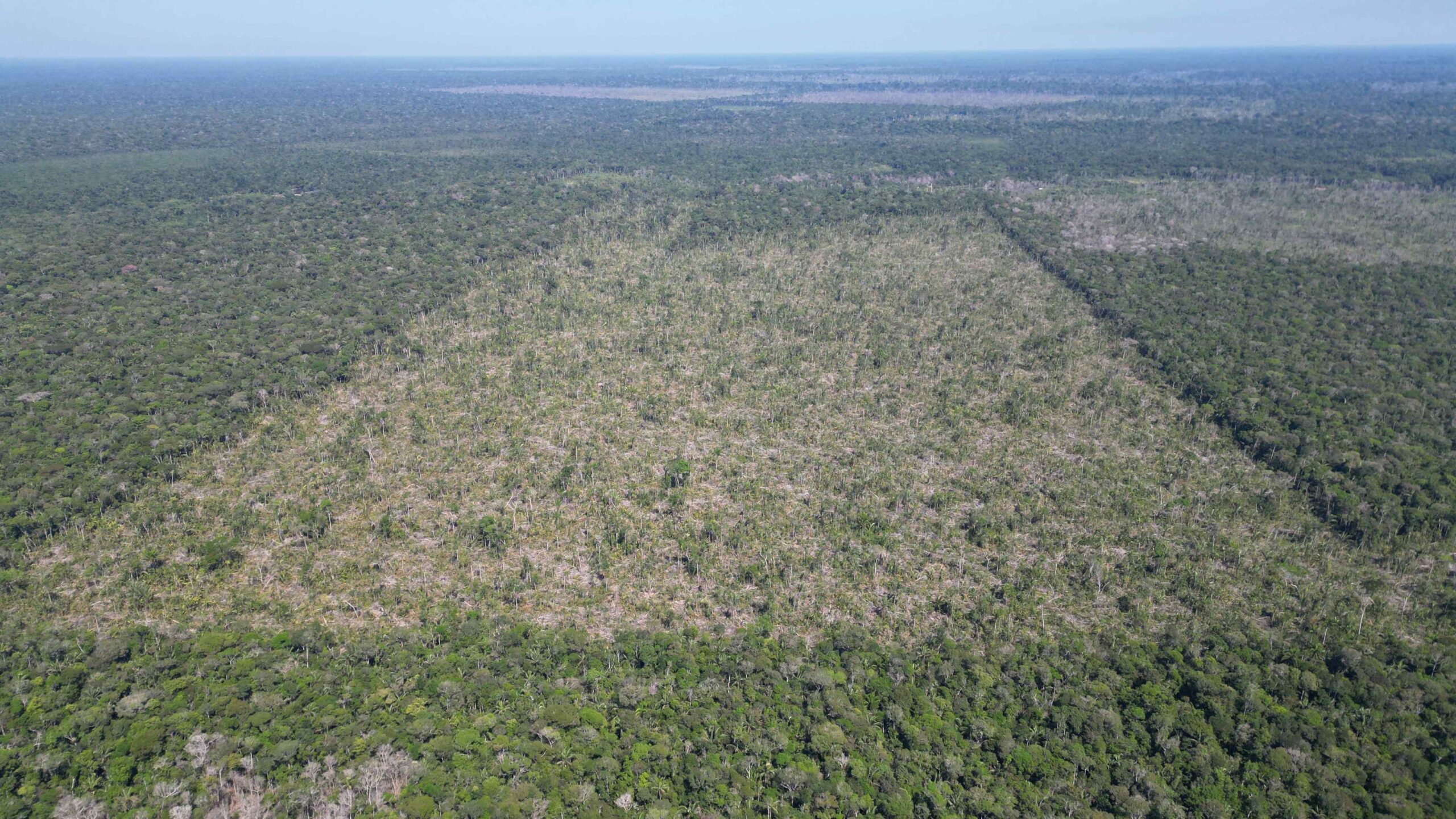 Amazonas fecha mês de julho com queda de 81,2% no desmatamento