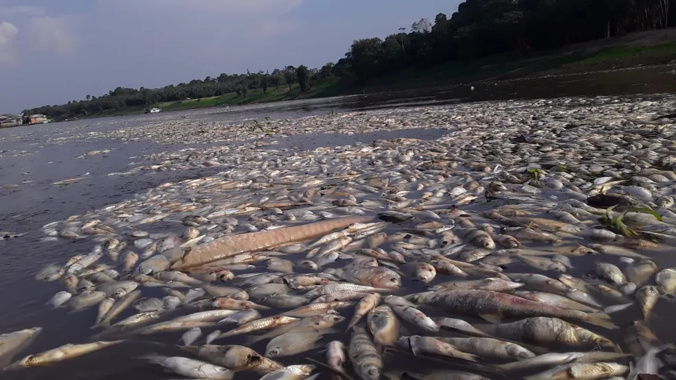 Amazonas registra morte de peixes, botos e outros animais