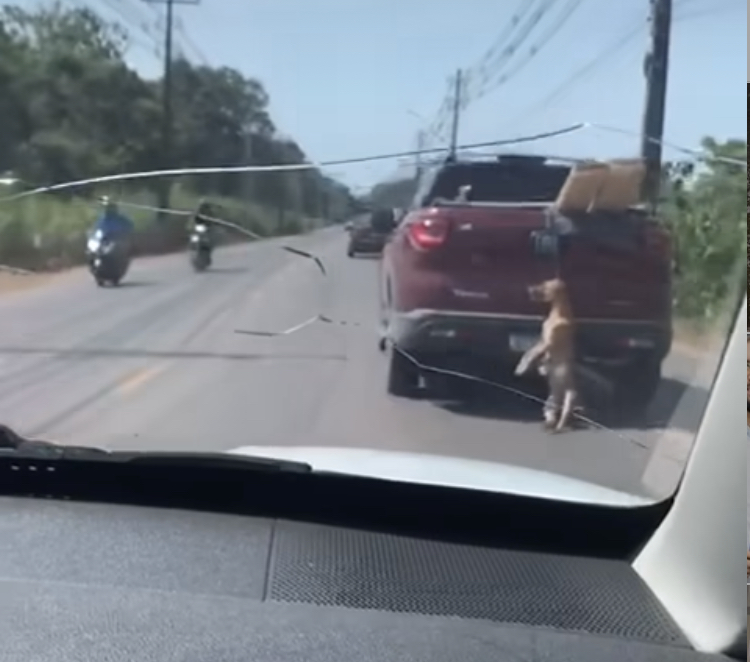 Cachorro pendurado pelo pescoço é arrastado por carro em estrada de Itacoariara 