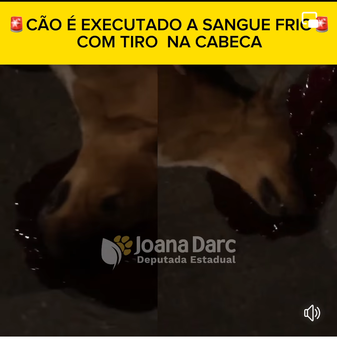 VÍDEO – Policiais executam a sangue frio cachorro com tiro na cabeça em Manaus