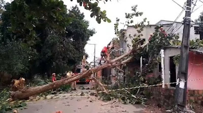 Durante forte ventania, árvore cai derruba poste e atinge casa em Manaus