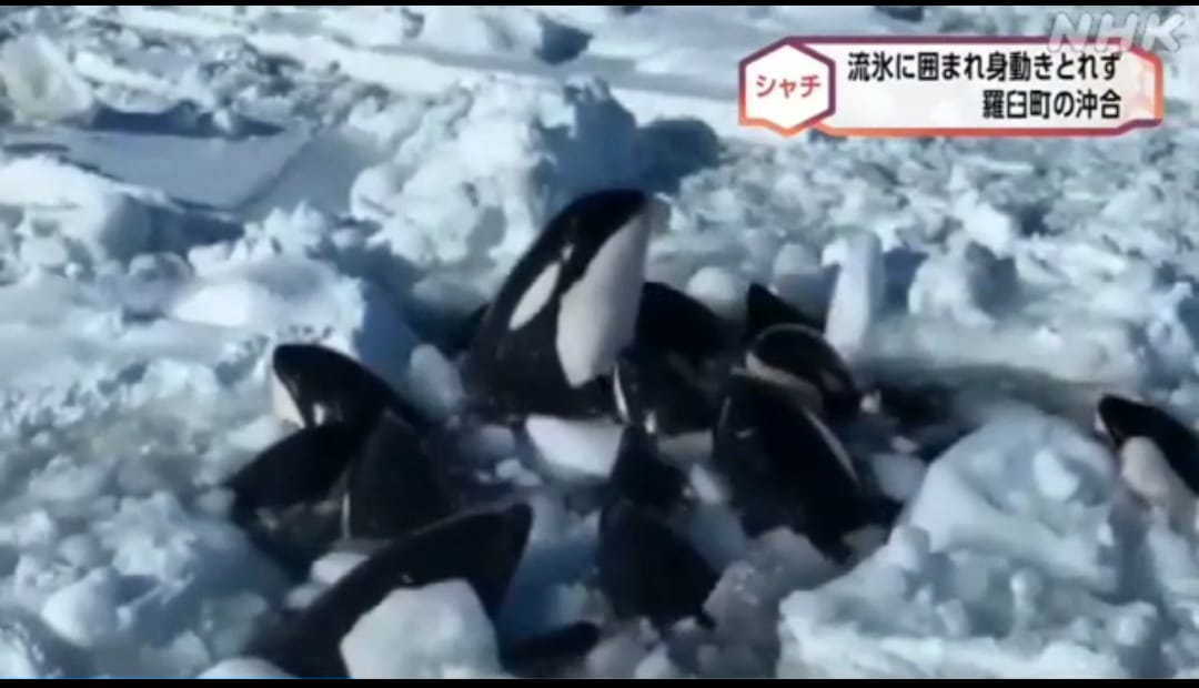 Orcas esperam a morte em armadilha de gelo no Japão