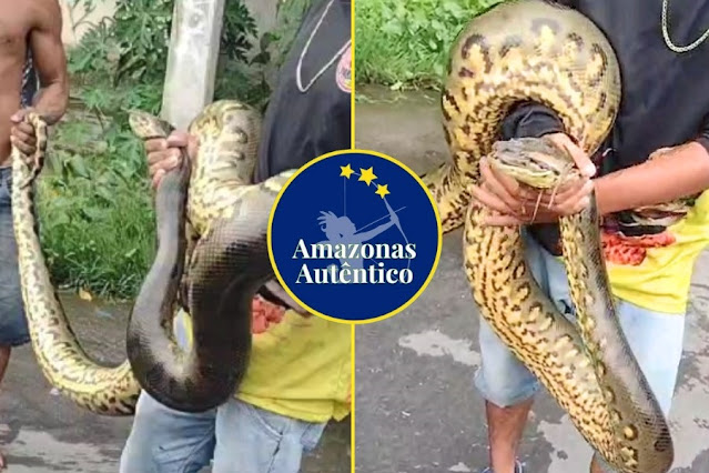 Cobra “maceta” é encontrada após chuva na zona Norte de Manaus