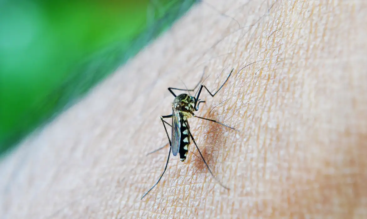Brasil registra mais de 3 milhões de casos de dengue em 2024