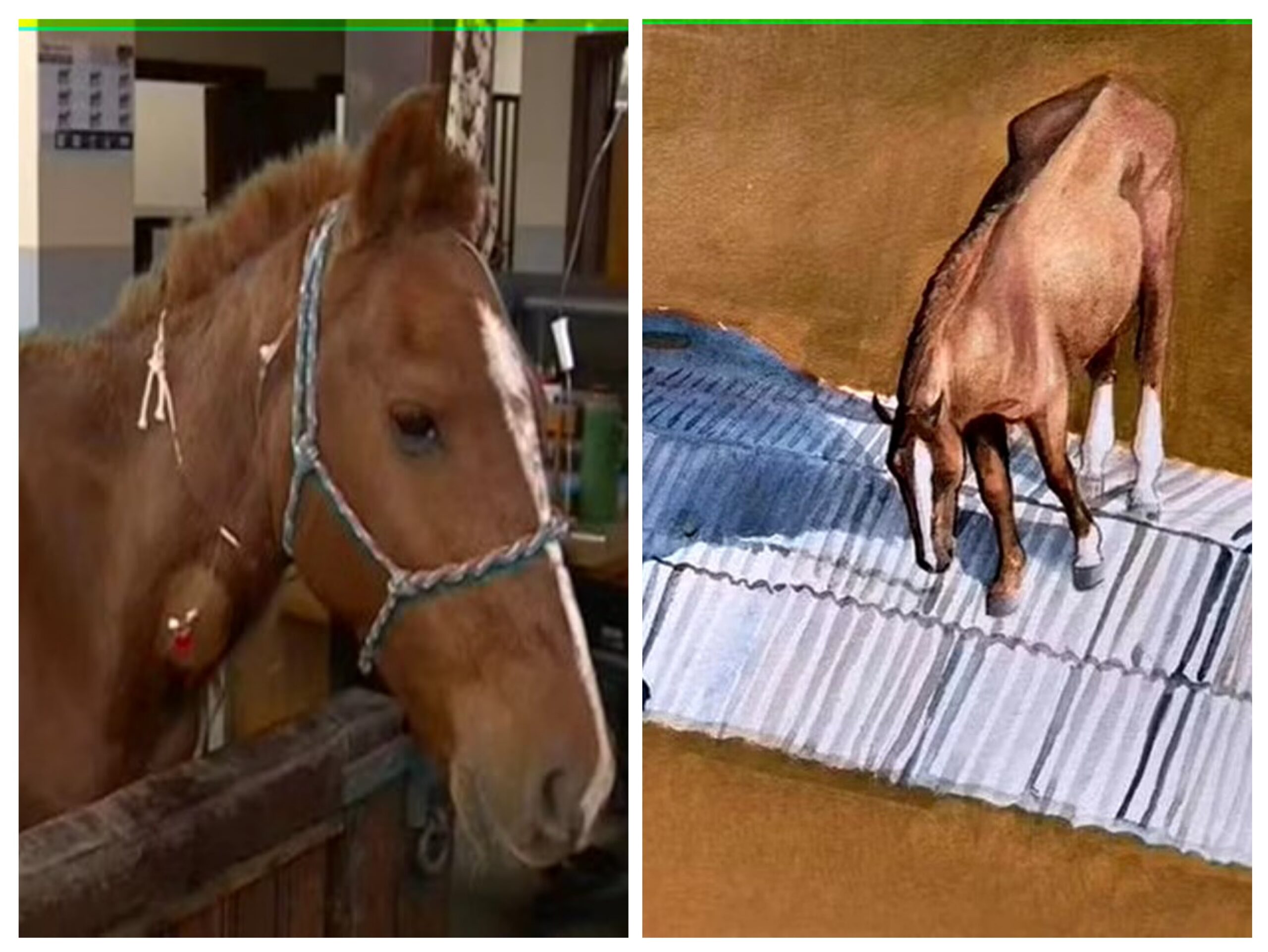 Disputado por 11: como está o cavalo Caramelo, símbolo da tragédia no RS