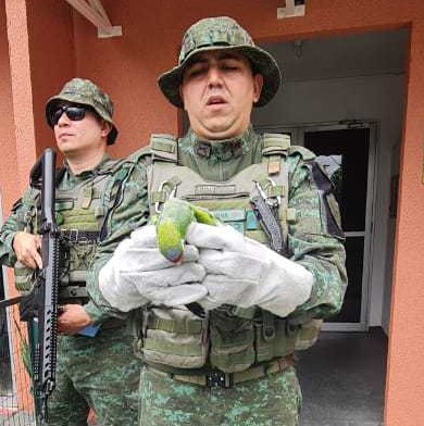 Polícia Militar do Amazonas resgata gavião-carijó e papagaio na zona oeste